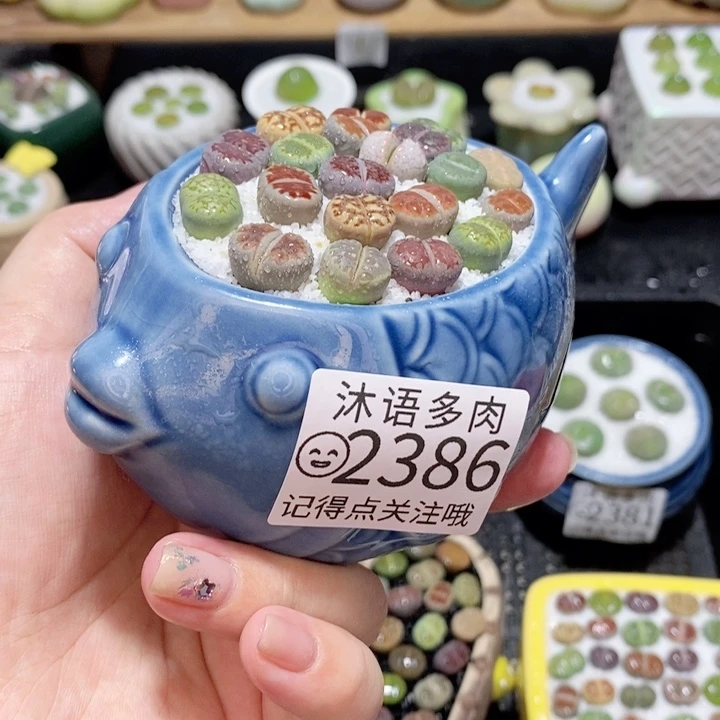 精美盆栽 一物一拍 2386