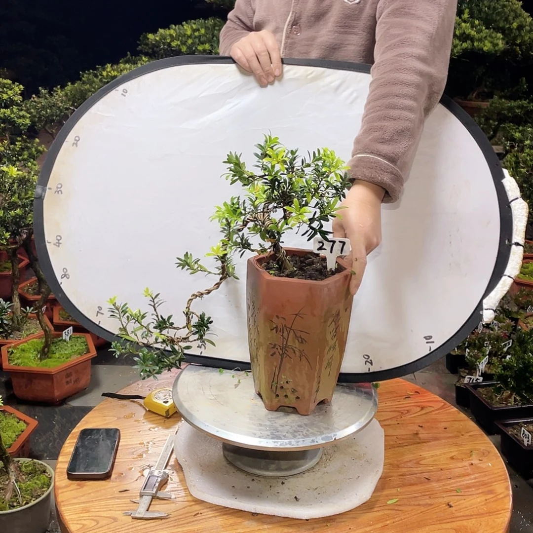 没***字以实际为准罗汉松珍珠277带盆