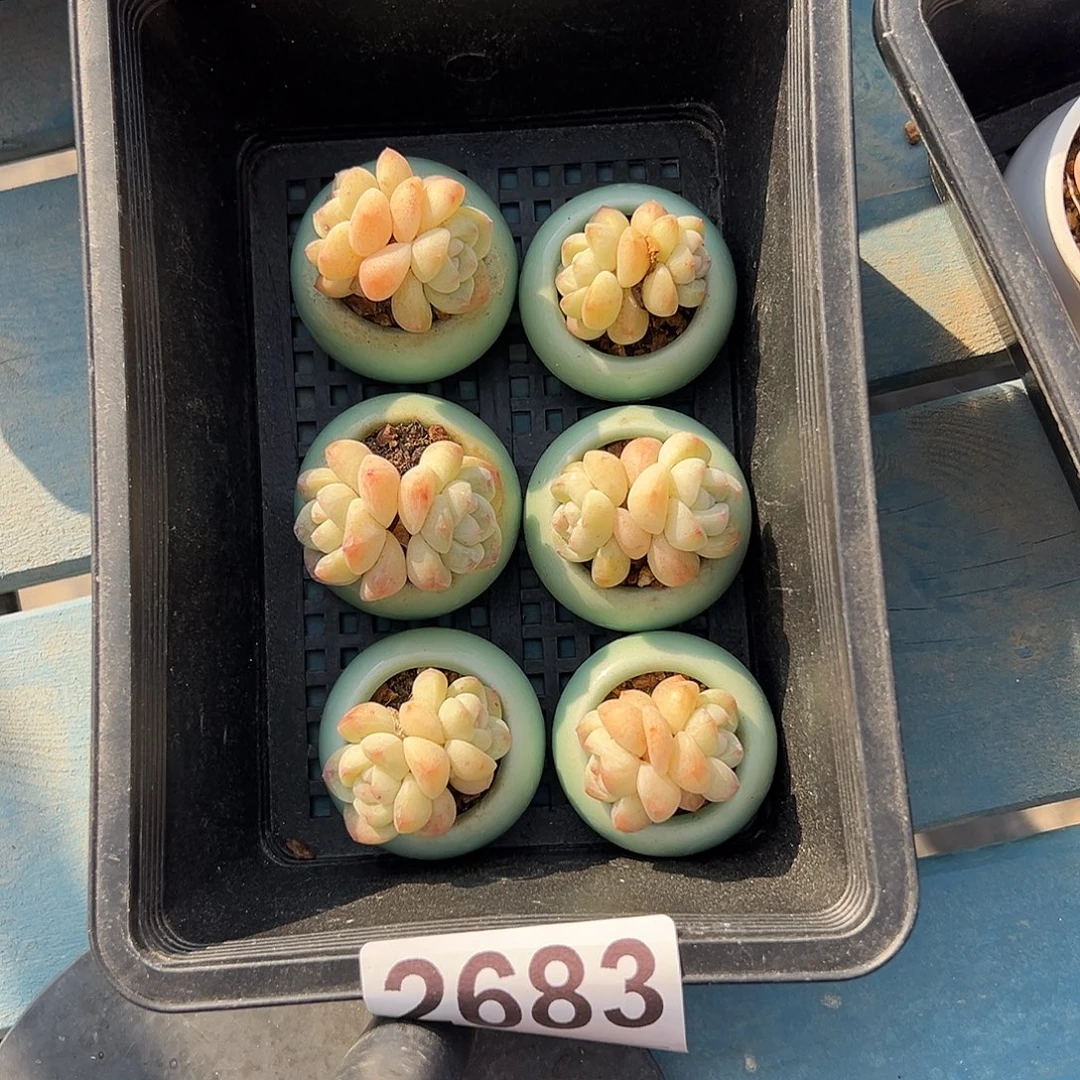 2683，六个双头咪你冰玉带盆发