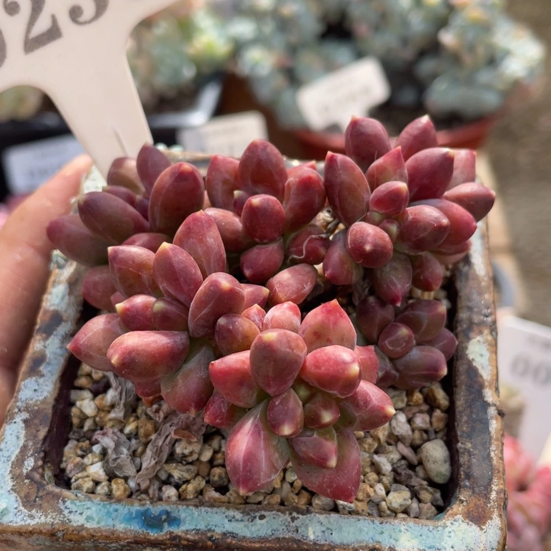 0236千代田不带盆8厘米