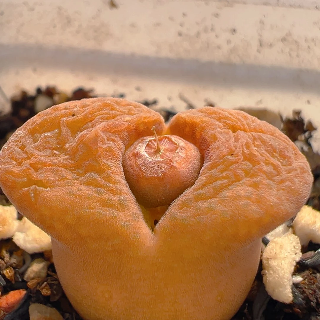 61多肉植物百科知识