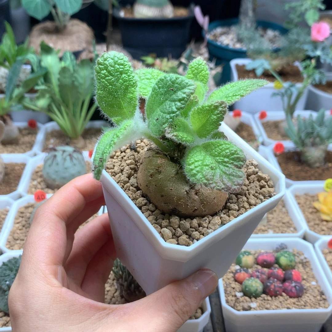 红花断崖王子带盆多肉