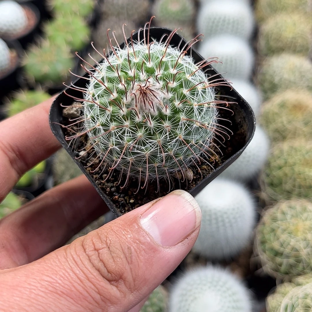 菲秀屿单头发货单头发货