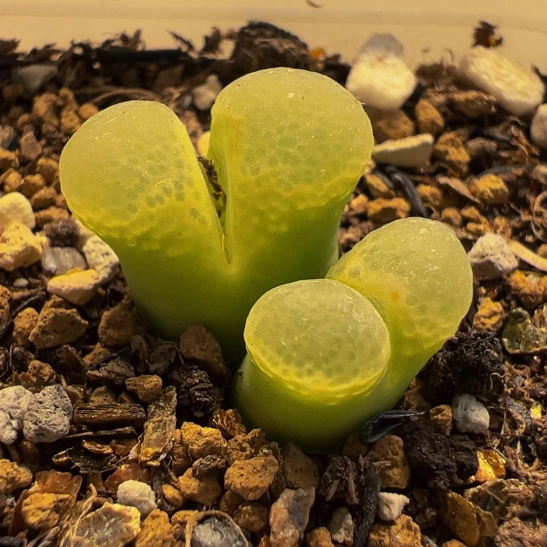 粉芭比多肉植物盆栽盆栽