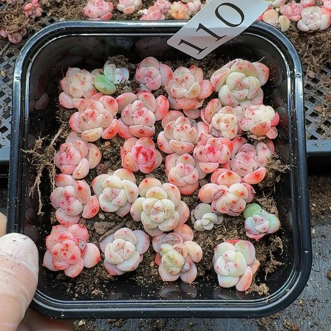 多肉植物多肉植物110