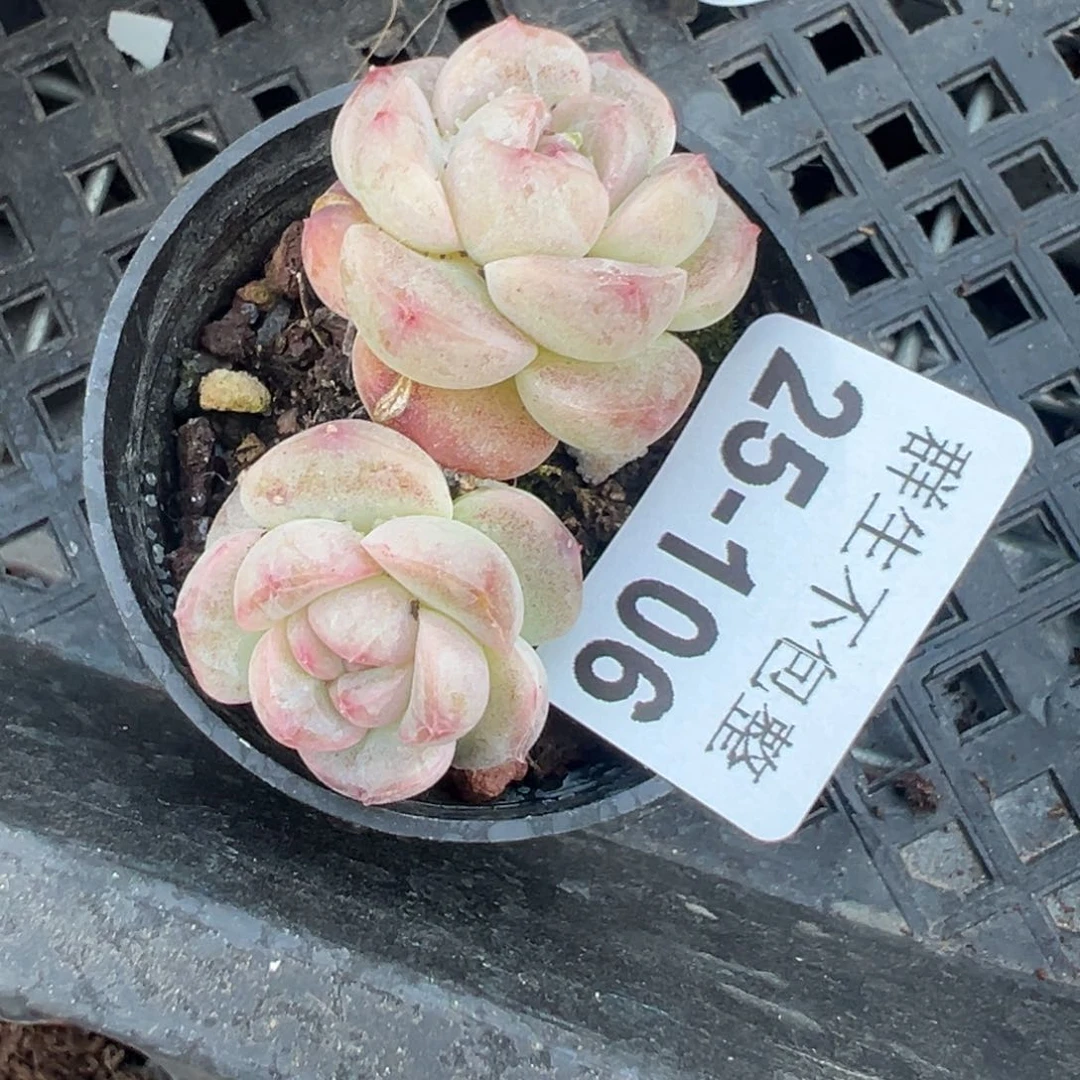 小卡拉米糖心一物一拍25-106