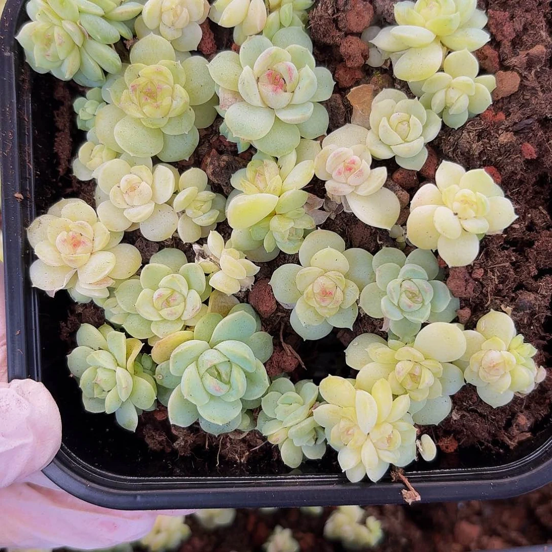 多肉植物多肉植物3