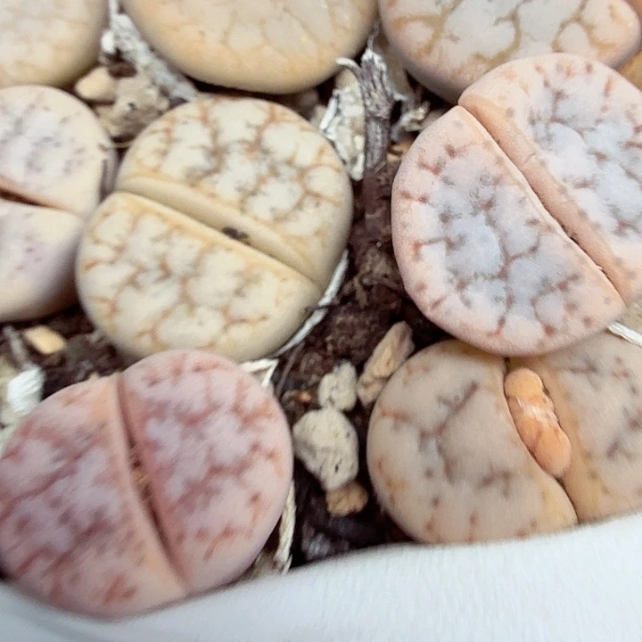 不过他不可能一直保持495好