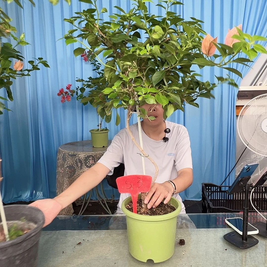 我***。当前无花栽培后可以开花S3佩德罗