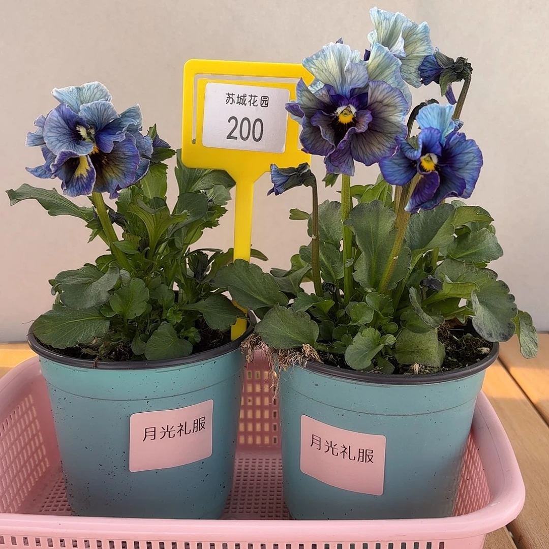 大部分开放少量花苞200