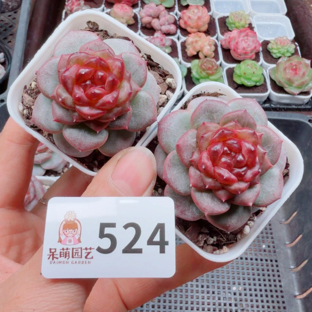 多肉植物多肉植物