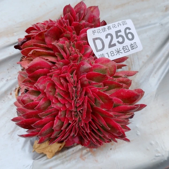 多肉法师荔枝缀化