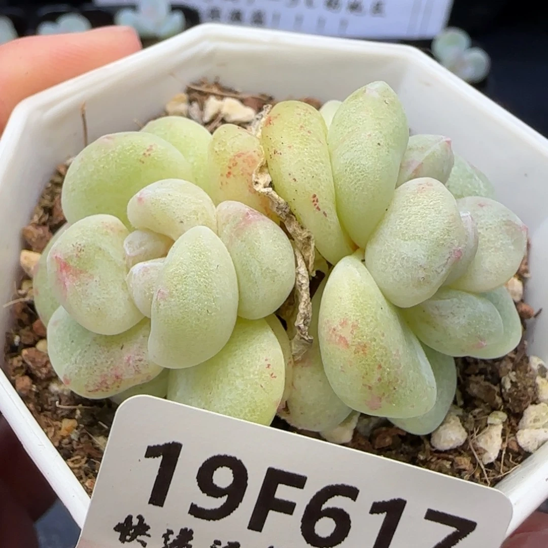 【满29包邮非偏远】617石化冰玉不保整