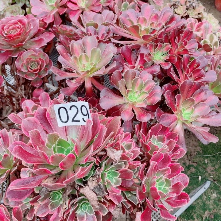 多肉植物组合029