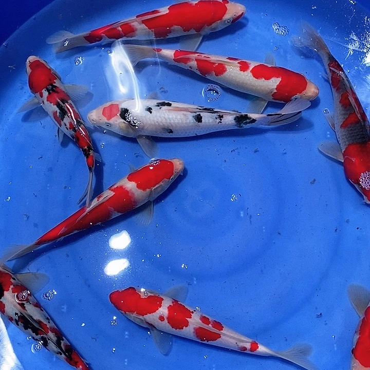 锦鲤?****洋1111211111