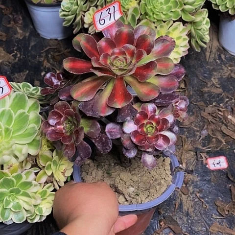 昌***哥彩虹糖老桩捧花631号