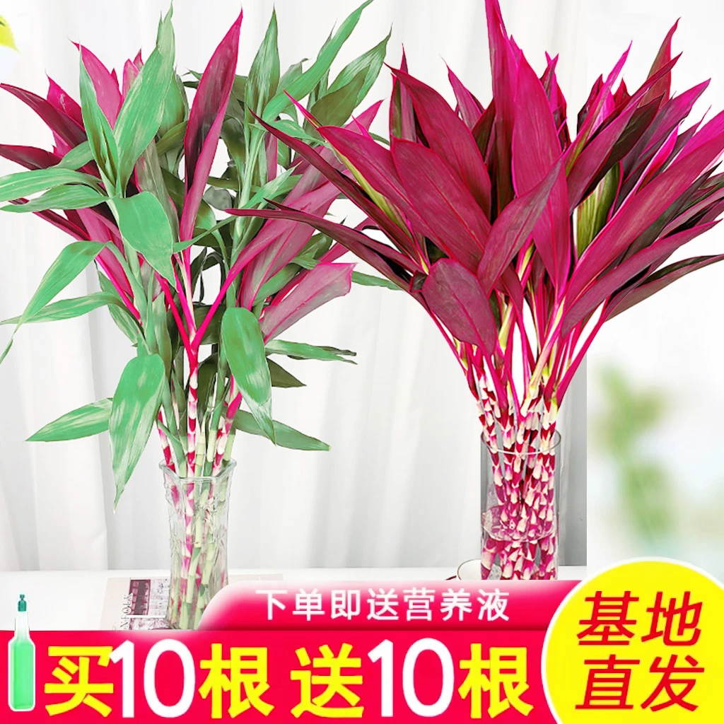 鸿运竹富贵竹水培植物客厅室内竹子水养四季节节高绿植花卉