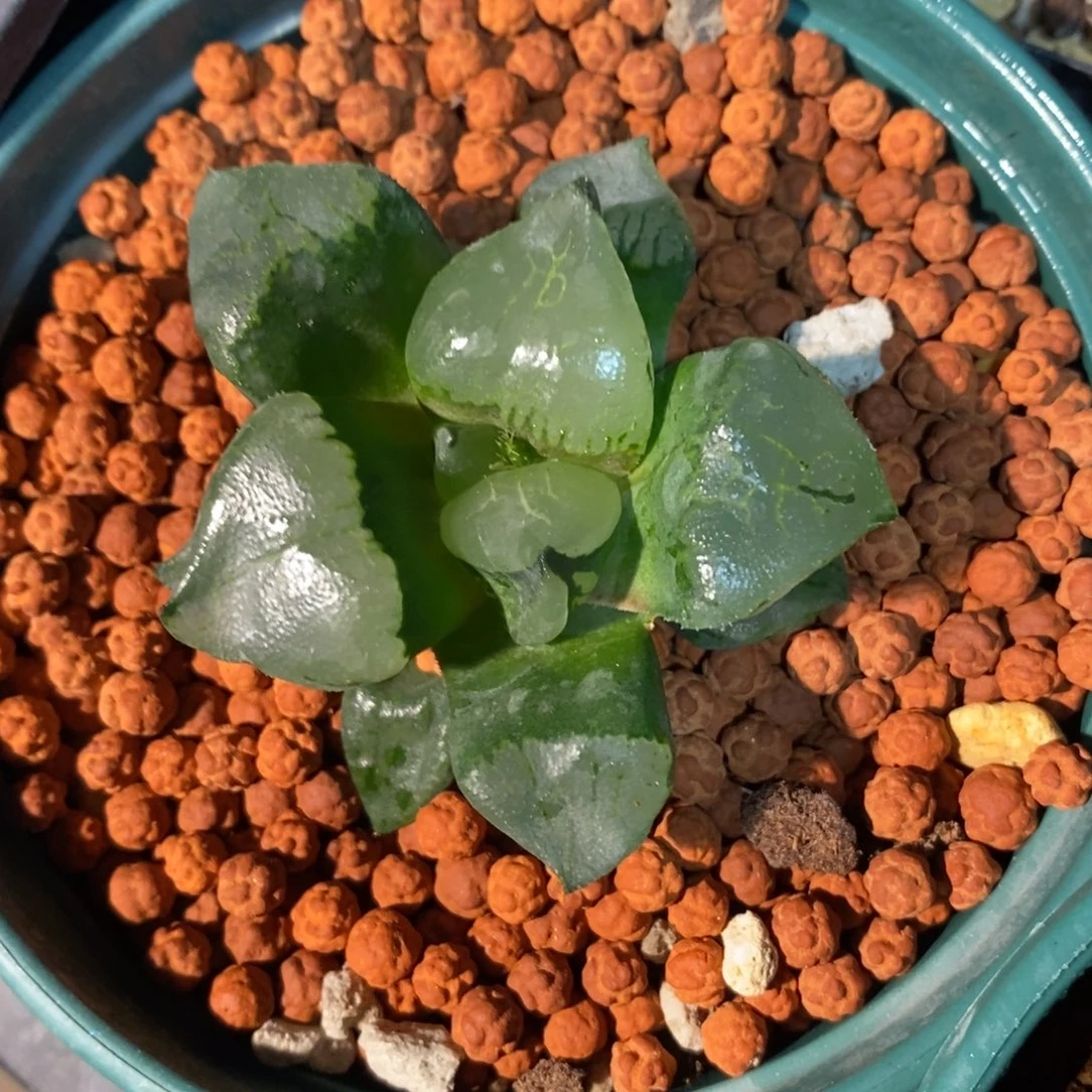 一颗实生裹克。
