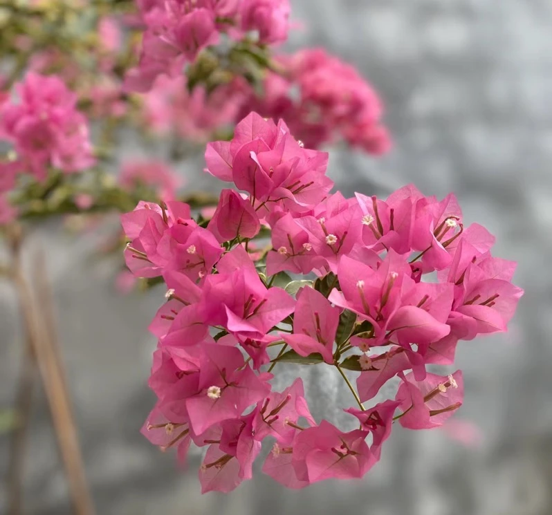 （新粉福利）漳州三角梅多品种链接一物一拍（收到一个月后再换盆）