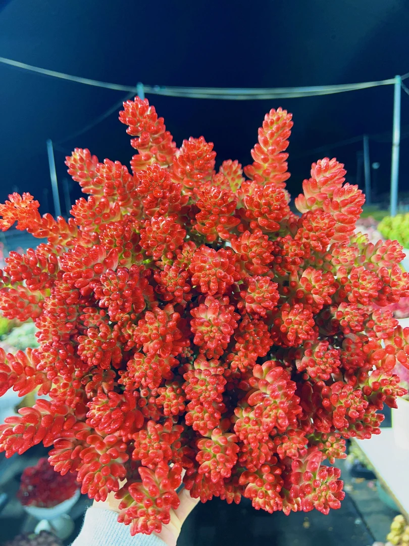 X红葡萄（转运珠） 新手好养 喜阳 耐旱 带盆带土