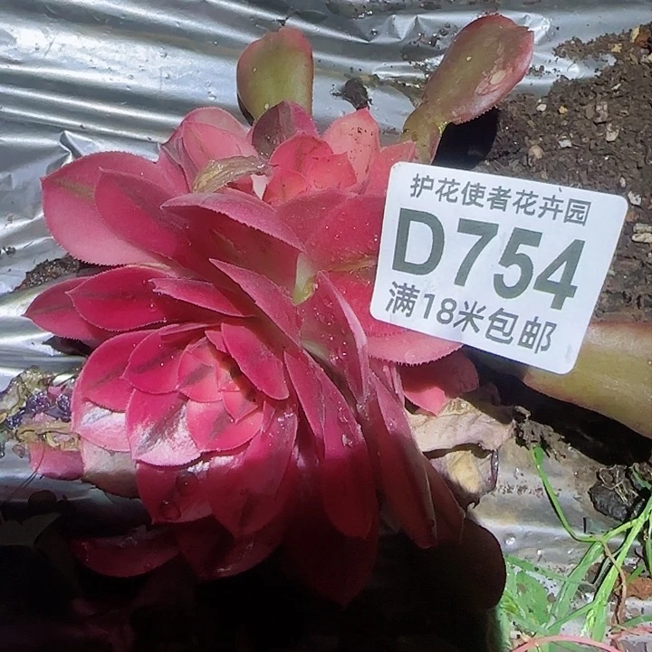 多肉法师淘宝福利