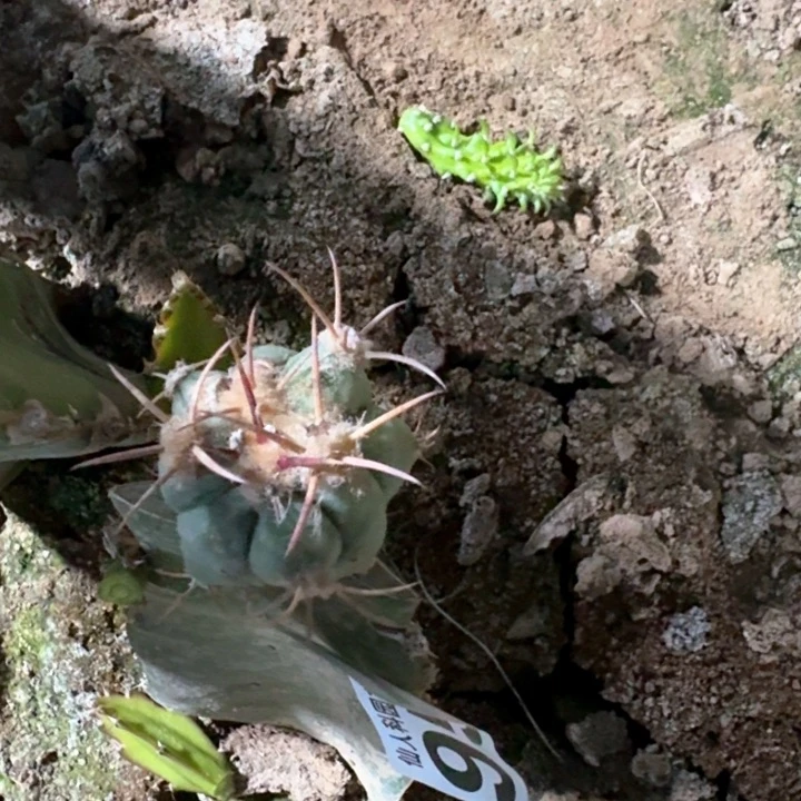 951小花王仙人球