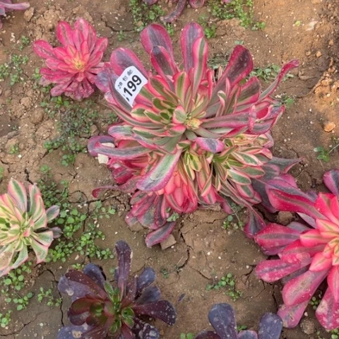 299美杜莎不包断枝