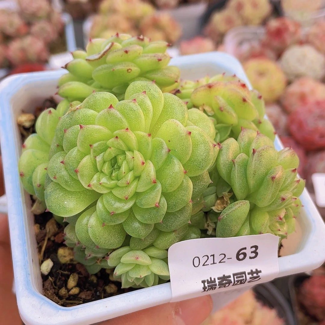 00000000000063量拍