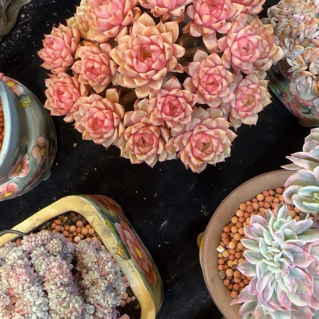 韩版笨巴一颗手捧花