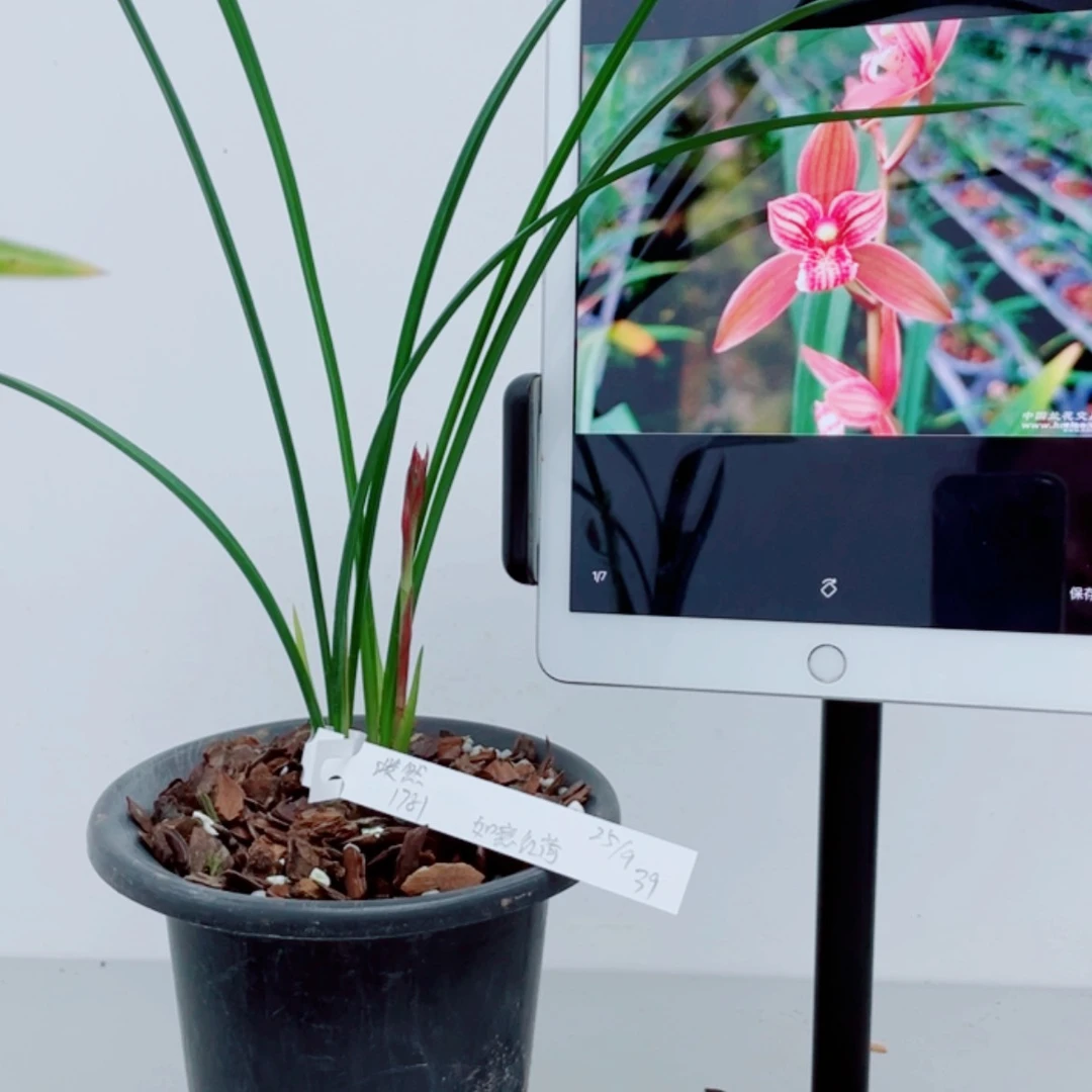【闪购商品】无花朵淡*