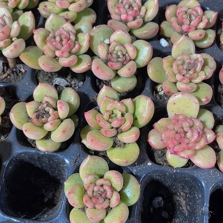 小苹果花1元带土发