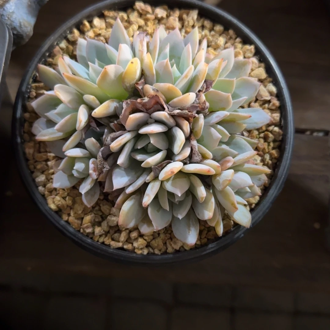 白茶1121222222211111