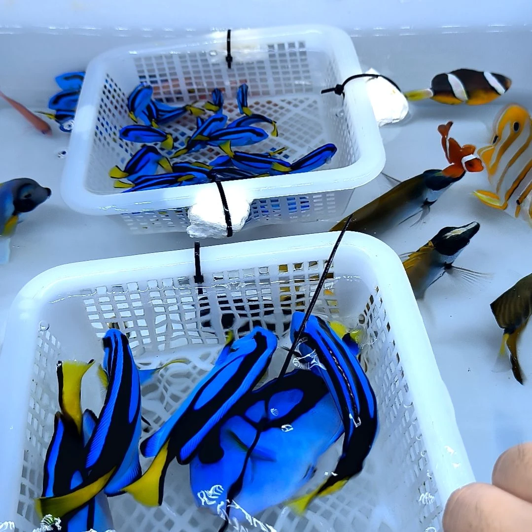 海水鱼蓝吊9+/5-52-75