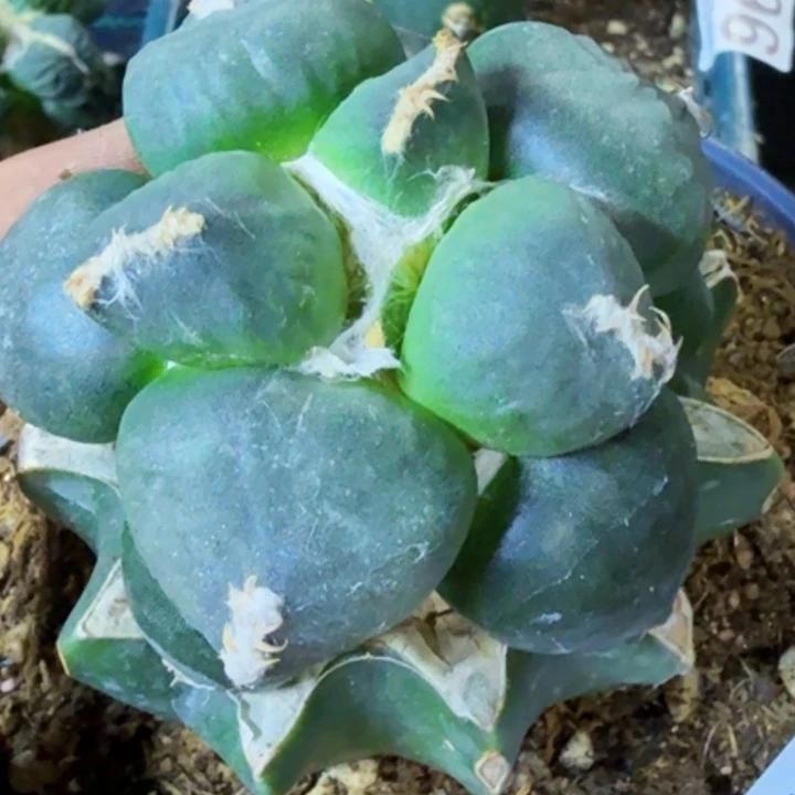 仰***空无花朵福利苗接蛋尤402