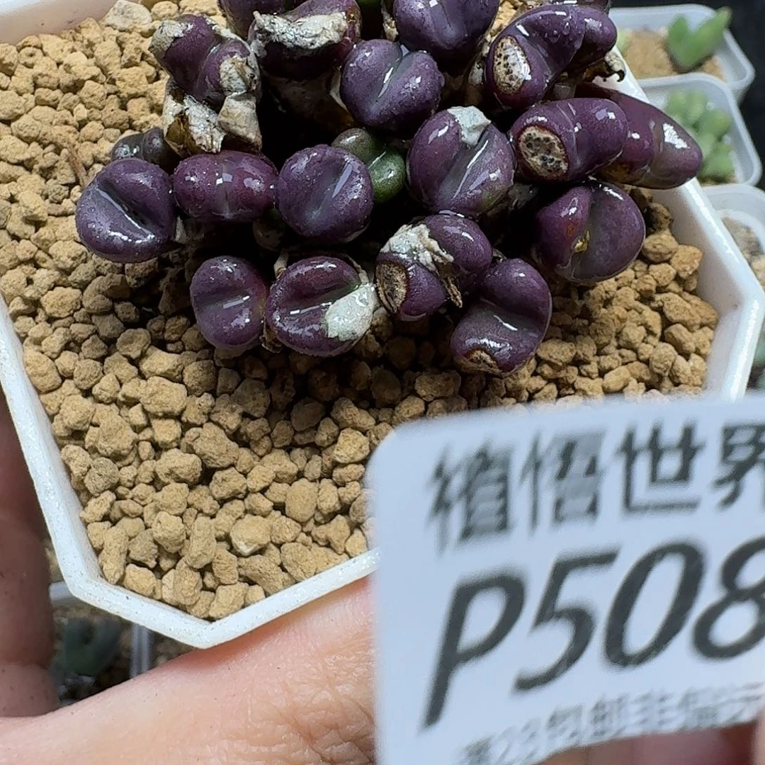 多肉植物的人生ghn