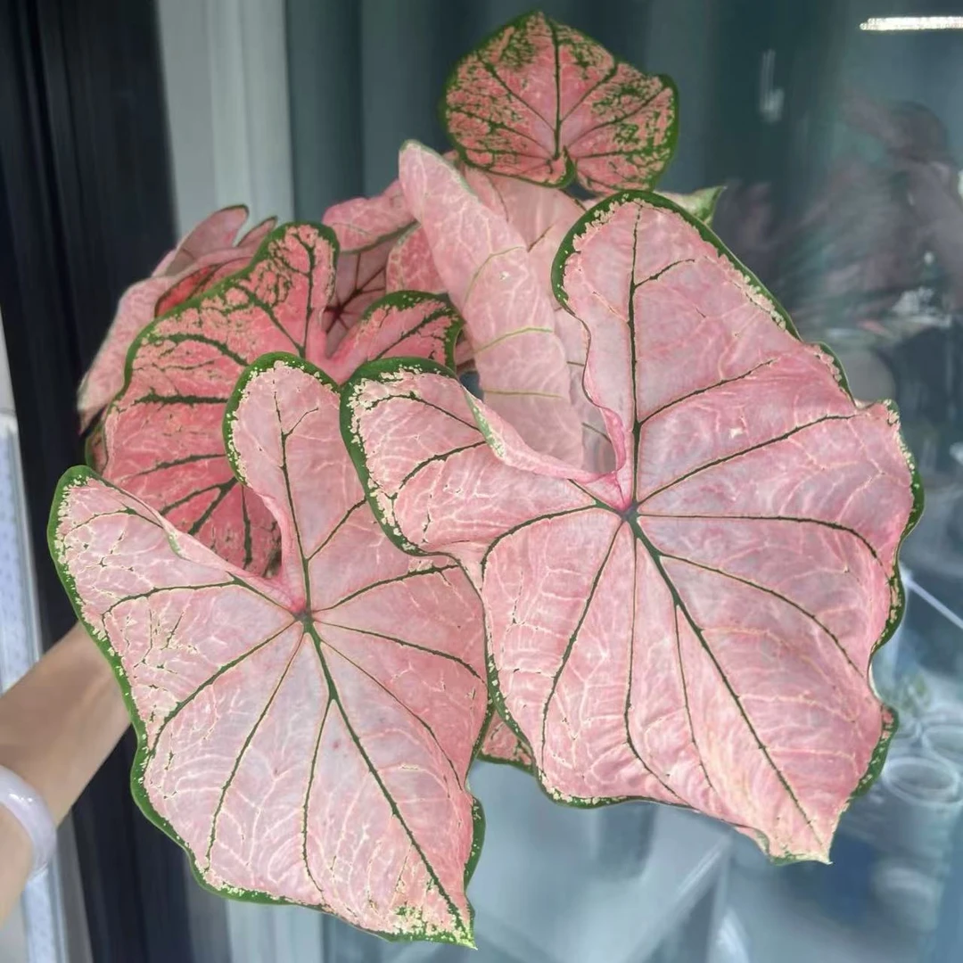 【小陈】（粉色飞溅 进口大颗！！ ）彩叶芋好养室内观叶植直播间为准