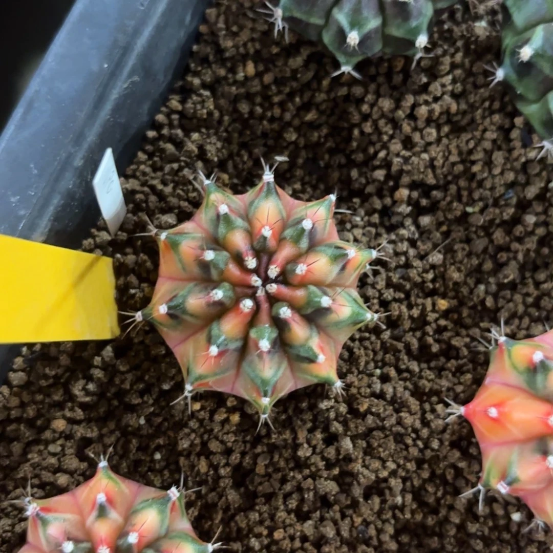 L674-0102泰国发货 npc