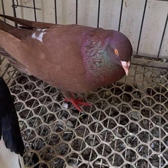 卡奴公1只中国大陆散装