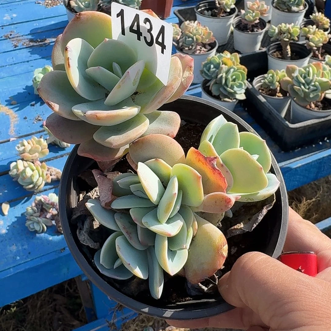 爱****）3）123586558585558