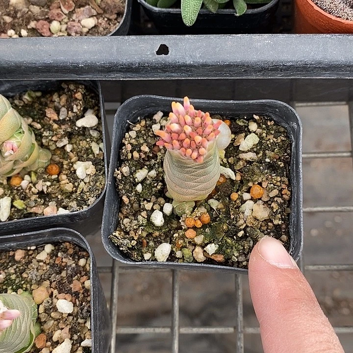 开播前的一个晚上我都