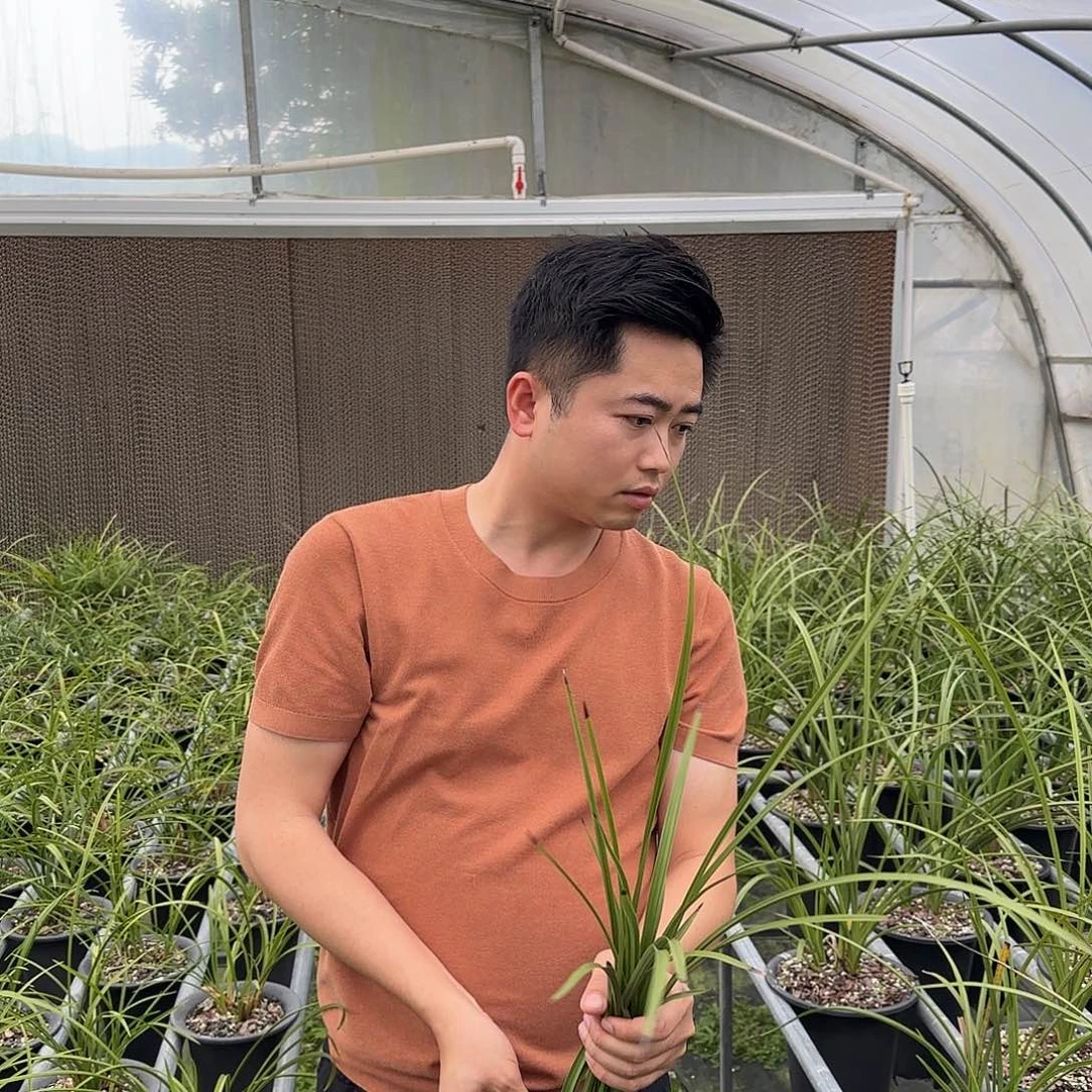 当前无花栽培后可以开花蕙兰温州素四苗及以上