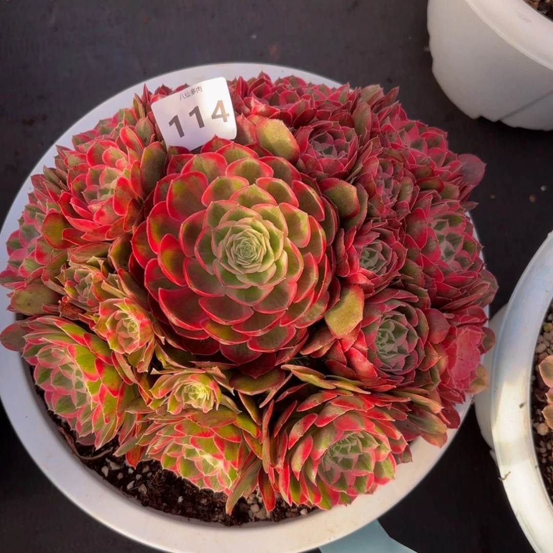 114多肉植物孔雀翎