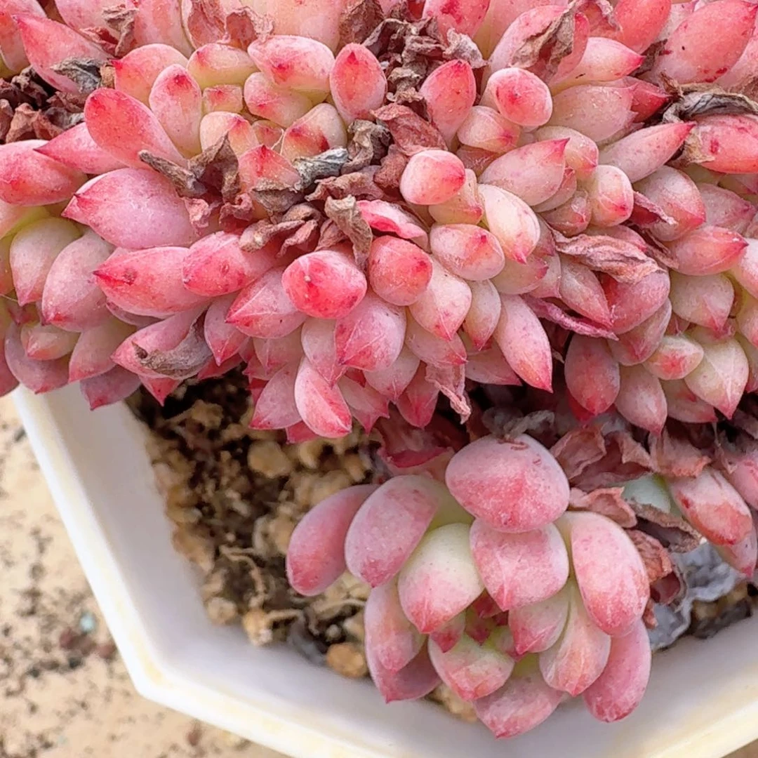 13.007组合两个多肉