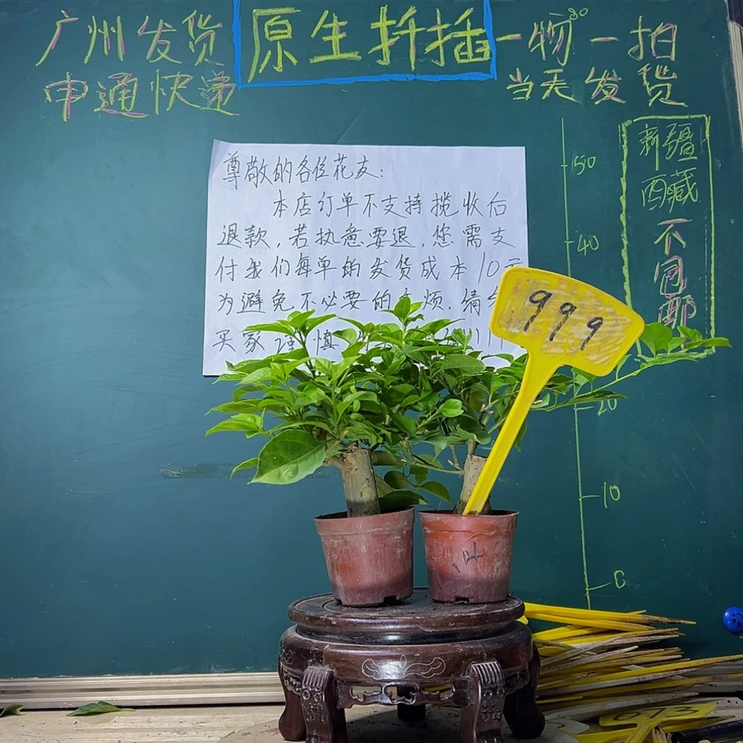 当前无花栽培后可以开花小叶紫掌中宝 安格斯掌中宝999