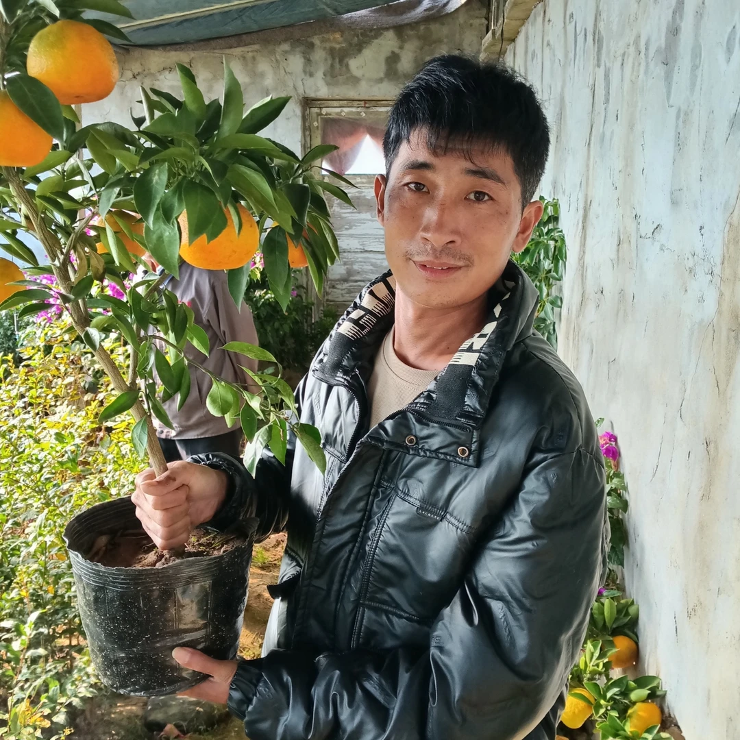 橘子树苗黄岩蜜桔金桔砂糖橘丑橘南北方种植当年结果