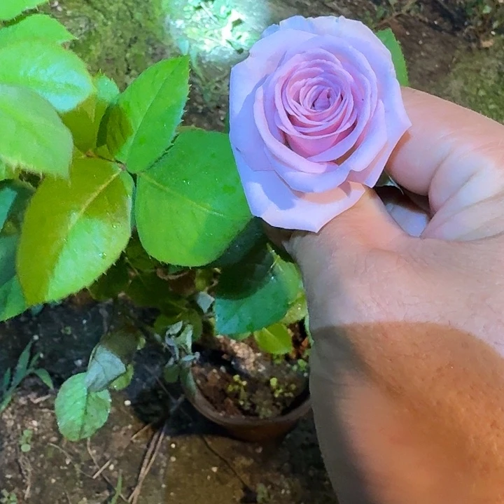 无花朵可爱水福利苗