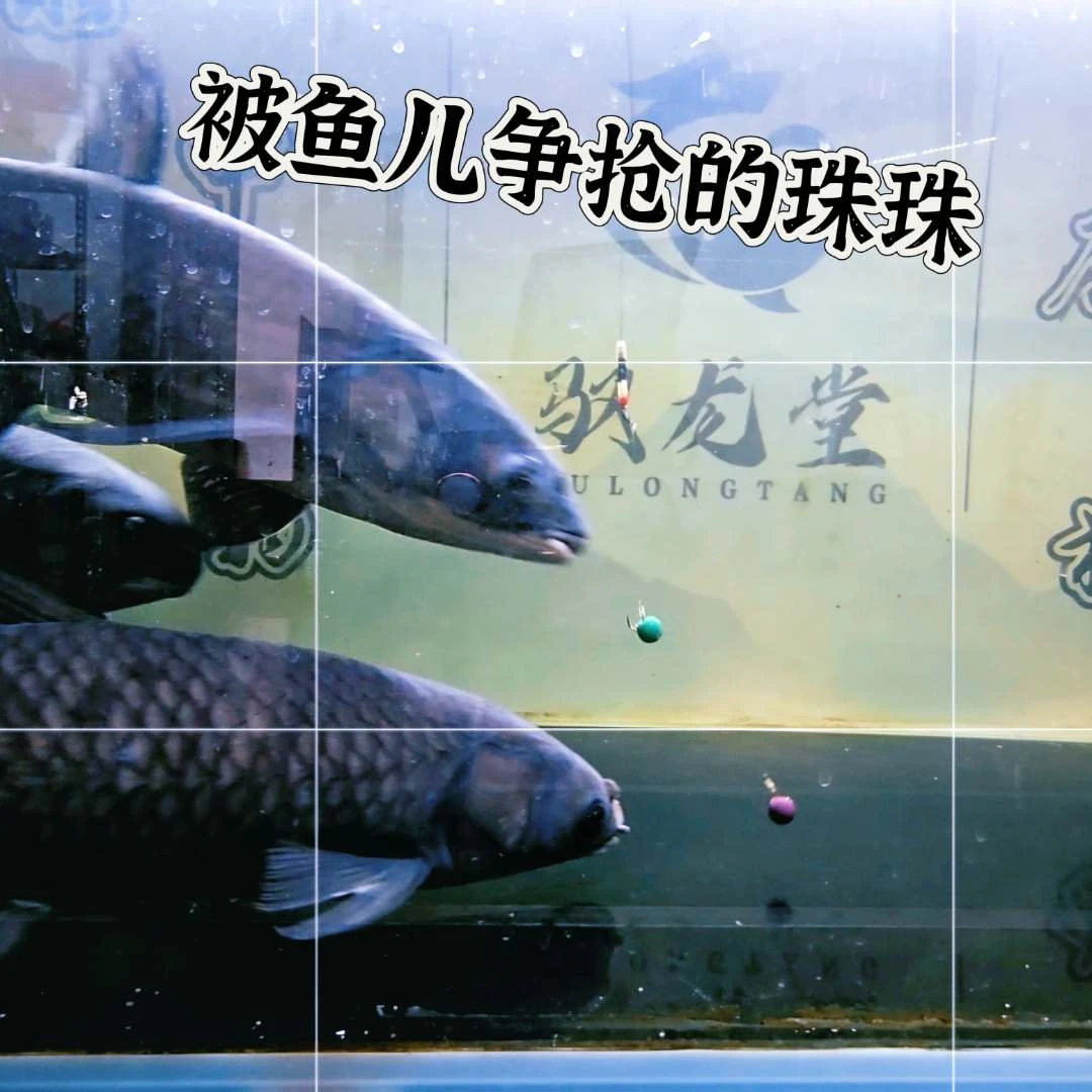 驭龙珠青鱼珠珠九宫格便携装珠珠超级缓沉适口助吸青鱼珠珠鱼饵