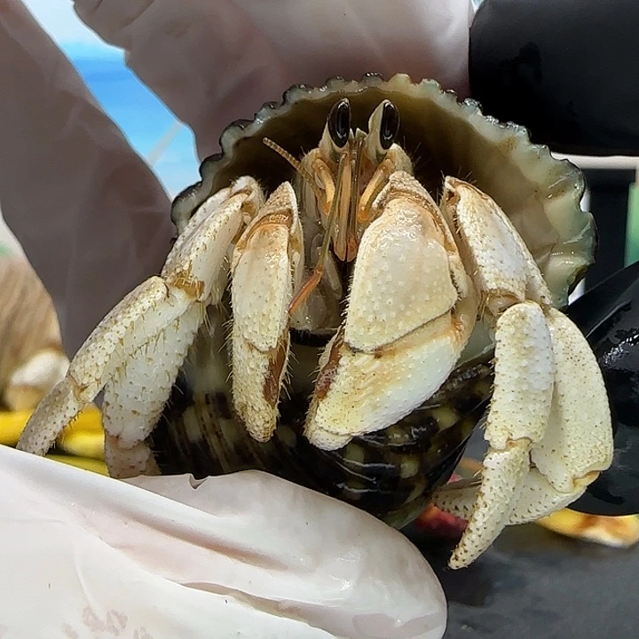 A38灰白1.8cm口径灰白