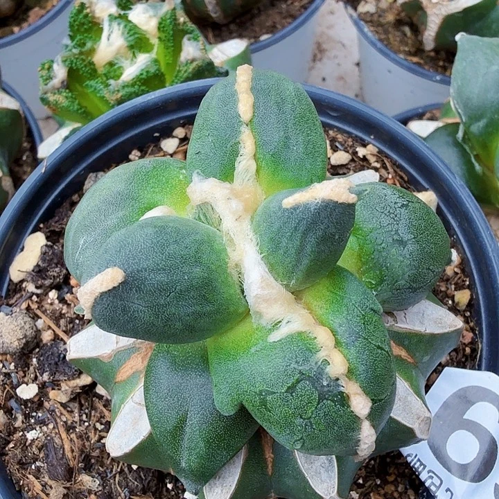 无花朵469福利光面蛋蛋东四