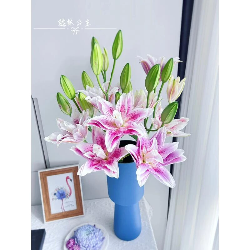 达琳公主重瓣香水百合（两单顺丰包邮）